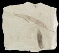 Fossil Rhus (Sumac) Leaf & Unidentified Leaf - Green River Formation #45666-1